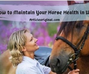 How to Maintain Your Horse Health in Winter