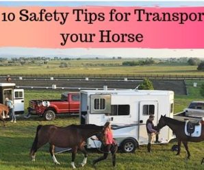 Top 10 Safety Tips for Transporting your Horse