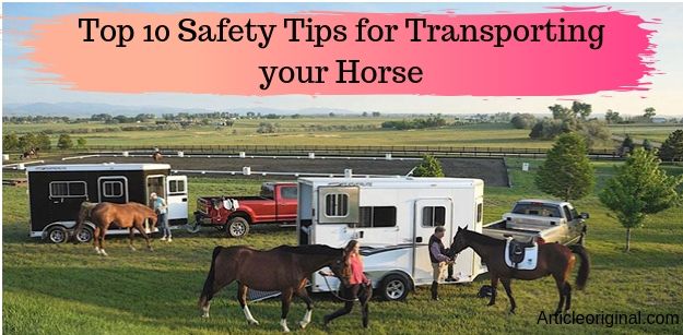 Top 10 Safety Tips for Transporting your Horse