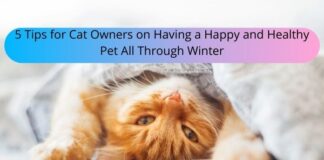 5 Tips for Cat Owners on Having a Happy and Healthy Pet All Through Winter