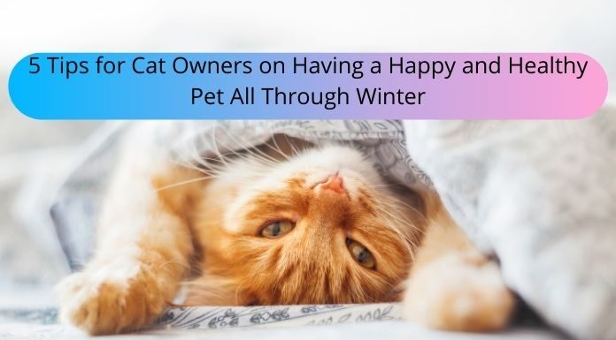5 Tips for Cat Owners on Having a Happy and Healthy Pet All Through Winter