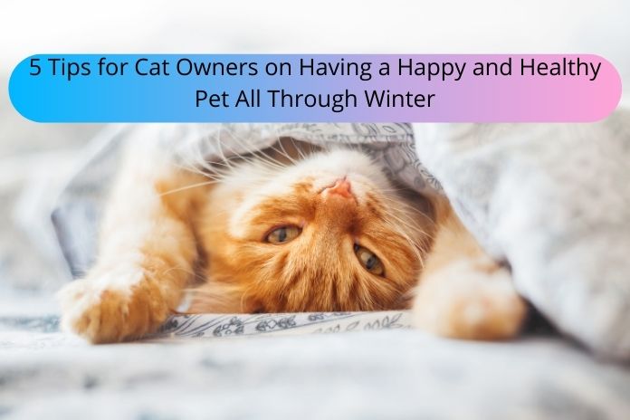 5 Tips for Cat Owners on Having a Happy and Healthy Pet All Through Winter