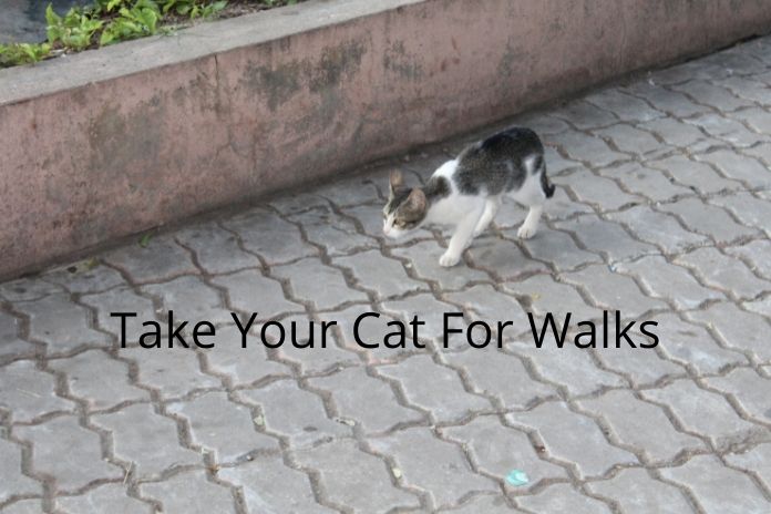 Take Your Cat For Walks