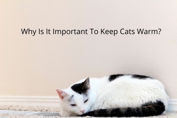 Why Is It Important To Keep Cats Warm