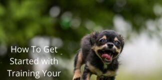 How To Get Started with Training Your Dog