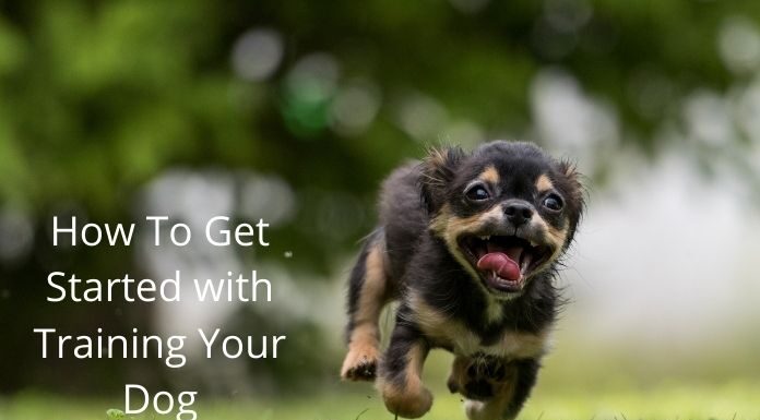 How To Get Started with Training Your Dog