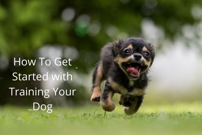 How To Get Started with Training Your Dog