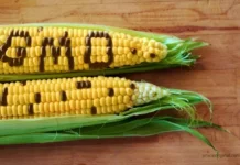 non-GMO-Food