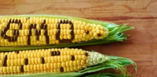non-GMO-Food